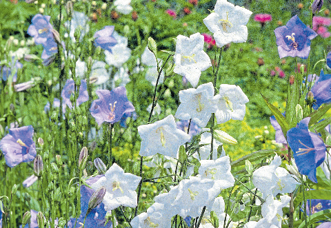 Die Pfirsichblättrige Glockenblume kann als Begleitstaude gepflanzt werden. Foto: Marion Nickig/dpa-tmn