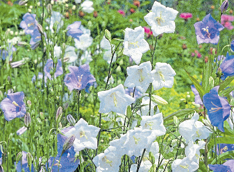 Die Pfirsichblättrige Glockenblume kann als Begleitstaude gepflanzt werden. Foto: Marion Nickig/dpa-tmn