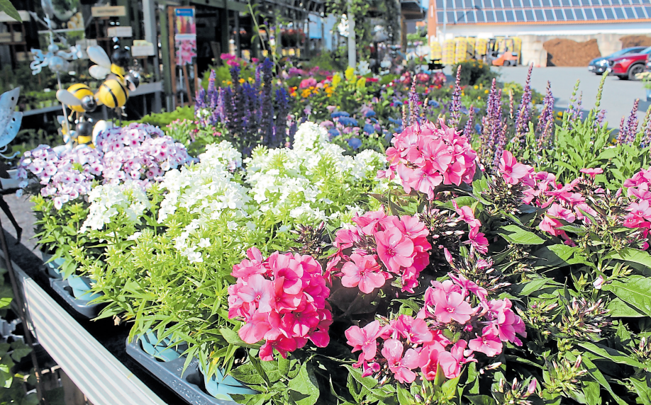 Bunte Sommerblumen bringen Farbe in den Garten und verschönern das Umfeld für laue Sommerabende im Freundesoder Familienkreis