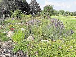 Schmetterlingsgarten in Bad Rothenfelde. Foto: Susanne Pohlmann