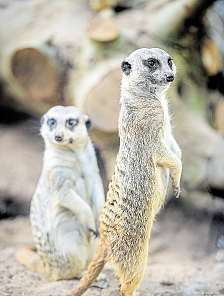 Im Tropen- und Kakteengarten können die Besucher Erdmännchen oder Affen beobachten.