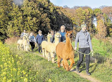Regelmäßig werden auf dem Hof Löbke Alpaka-Wanderungen mit dem flauschigen Andentier angeboten. Foto: Hof Löbke