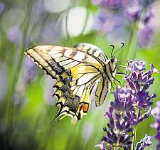 Lavendel ist bei auch beim Schwalbenschwanz beliebt. Foto: Patrick Pleul/dpa/dpa-tmn