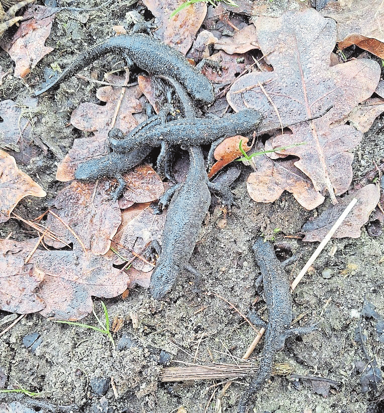 Zahlreiche Molche wurden ebenfalls gefunden.