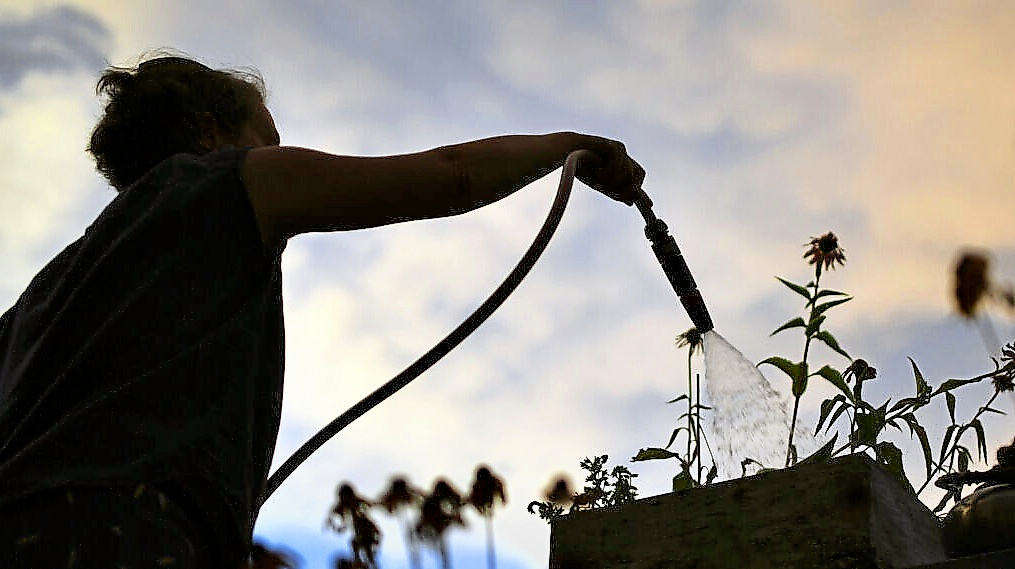 Am besten wird gegossen, bevor die Sonne richtig Kraft entwickelt – ganz früh morgens oder am Abend. Foto: P. Seeger/dpa/dpa-mag