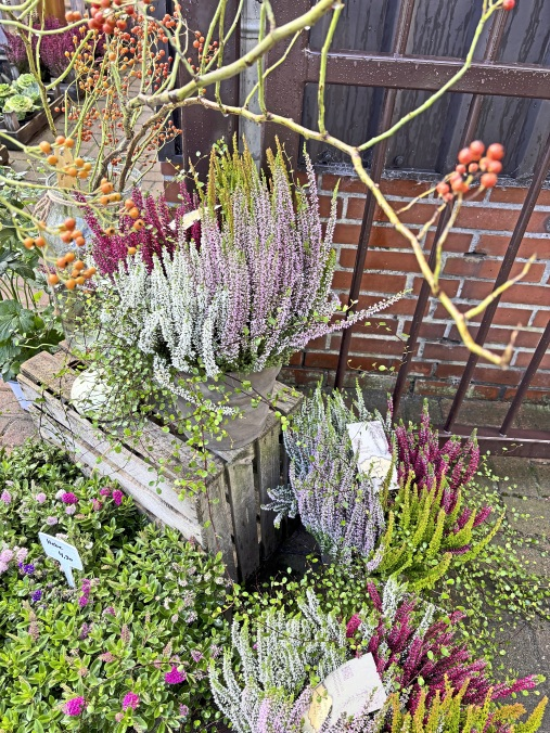 Herbstliche Pflanzkombinationen mit Heidekraut und Hagebutten vor rustikaler Kulisse.