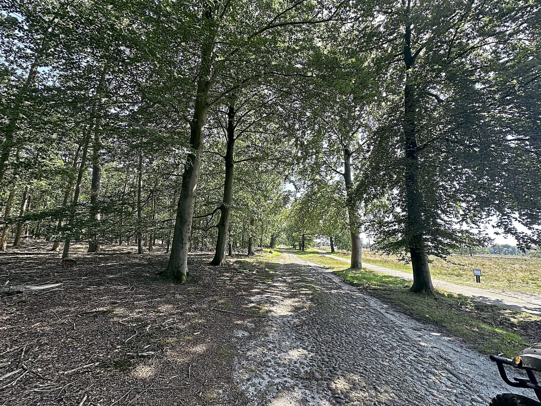 Licht und Schatten begleiten die Fahrt: Auf sandigen Wegen führt die Eko-Tour durch die Wälder und Heideflächen des Hondsrug.