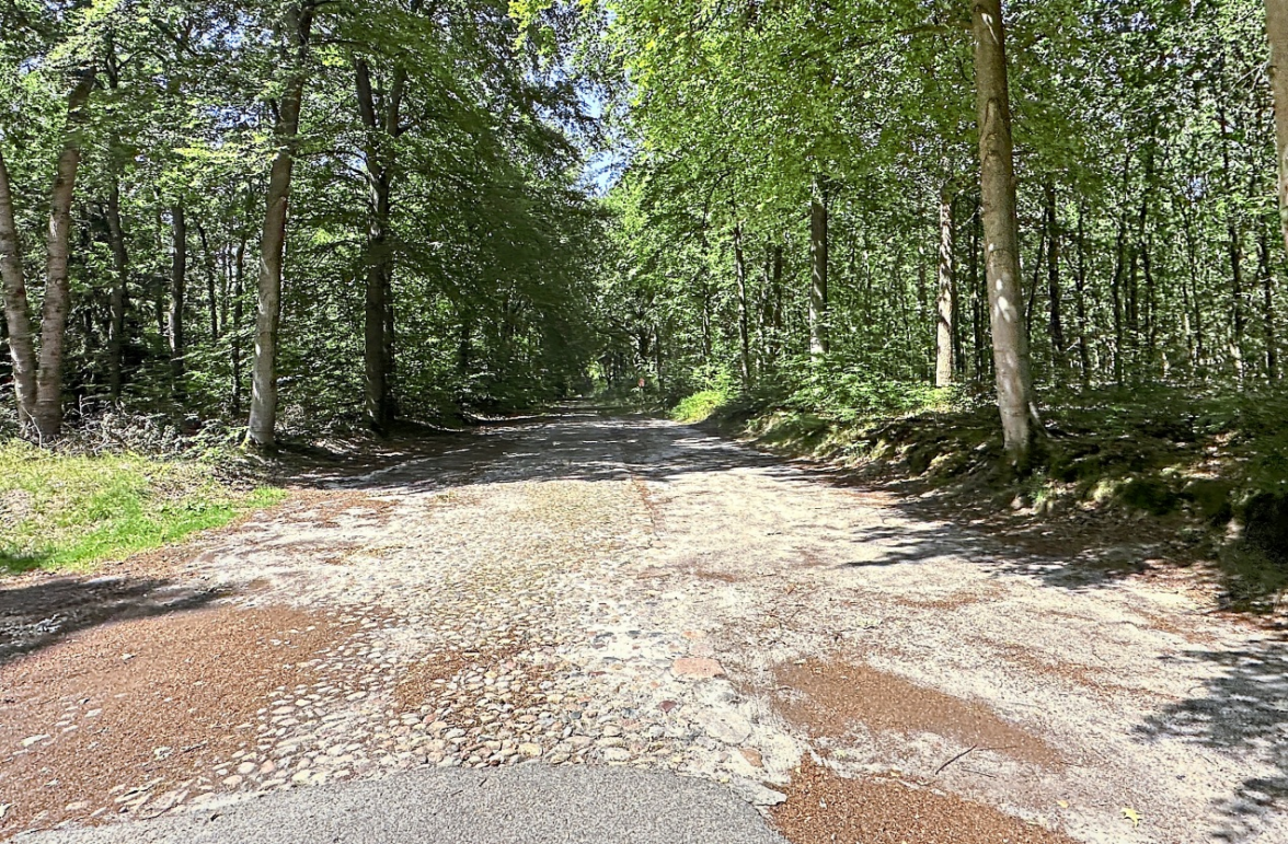 Über sandige Wege und durch lichtdurchflutete Wälder führt die Eko-Tour durch die abwechslungsreiche Landschaft des Hondsrug. Fotos: Felicitas Ehrhardt