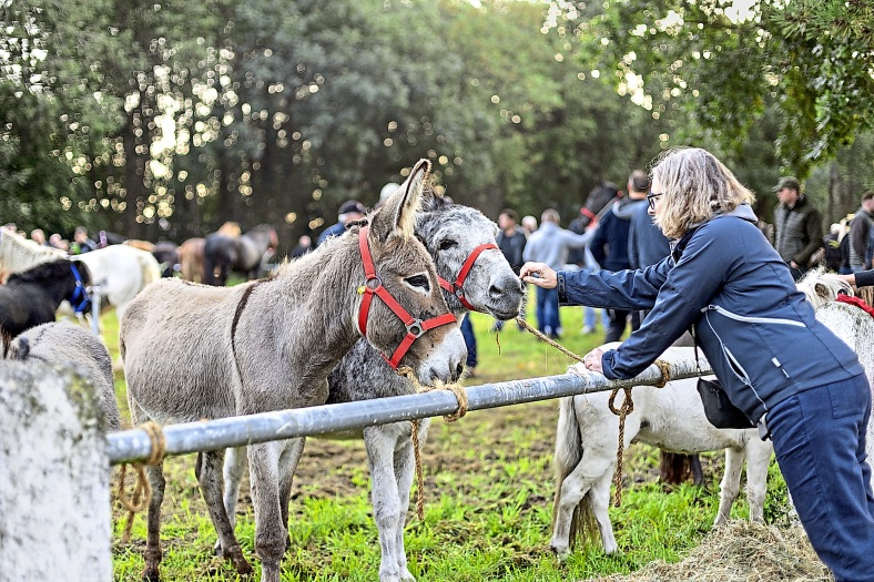 Es werden auch Esel angeboten. Foto: Lars Schröer
