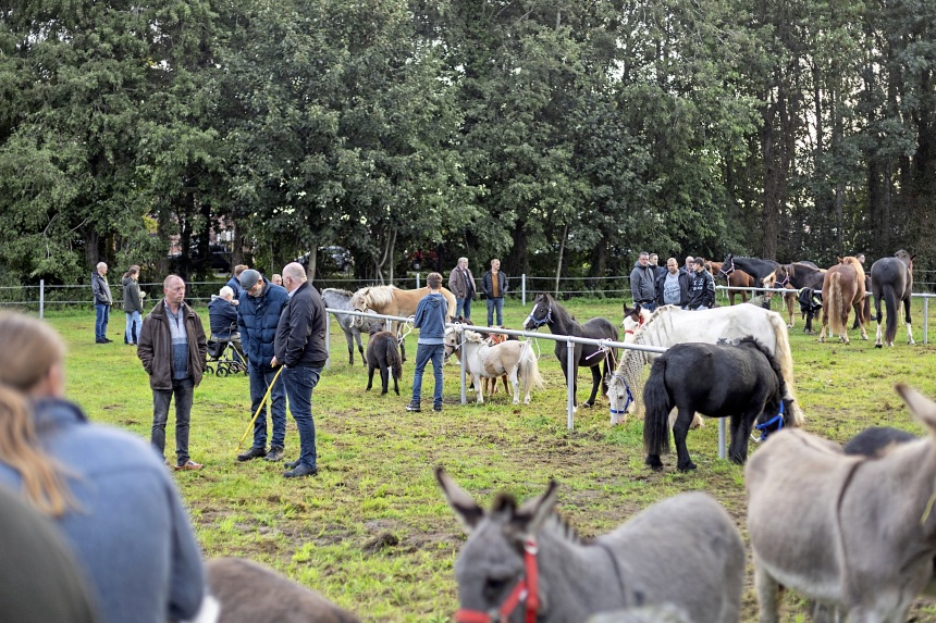 Seit Jahrhunderten treffen sich in Rhede Händler und Besucher zum Pferdemarkt. Foto: Lars Schröer