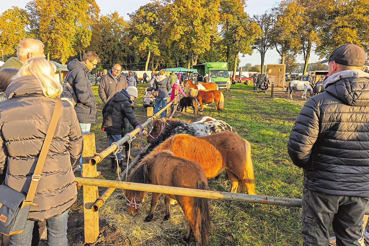 Pferde und Ponys stehen beim traditionellen Viehmarkt zum Verkauf. Foto: Archiv/André Havergo