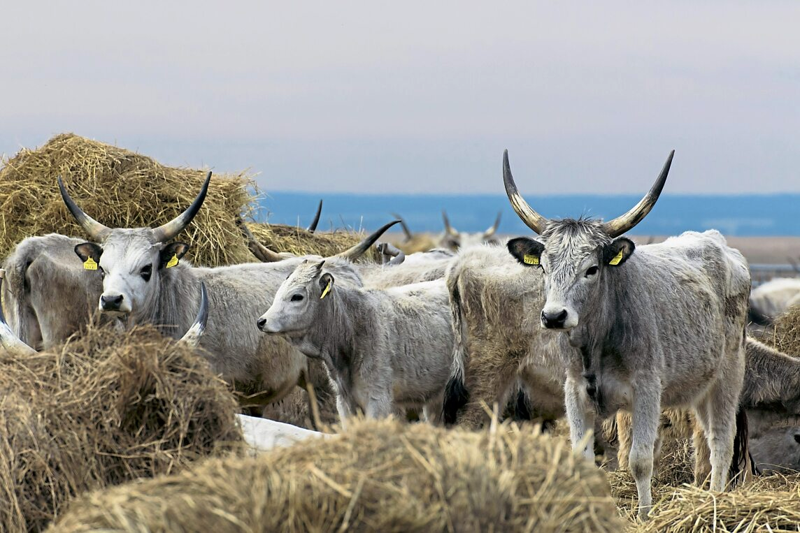 Ungarische Steppenrinder ziehen über riesige Weiden und dienen der Landschaftspflege. Foto: Hinrich Bäsemann/dpa/dpa-tmn