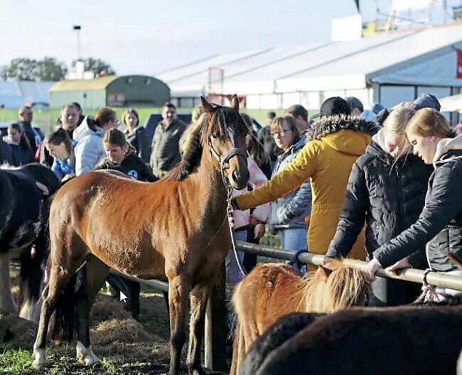 Beim Ponymarkt gibt es viel zu erleben. Foto: Stefan Gelhot/Archiv