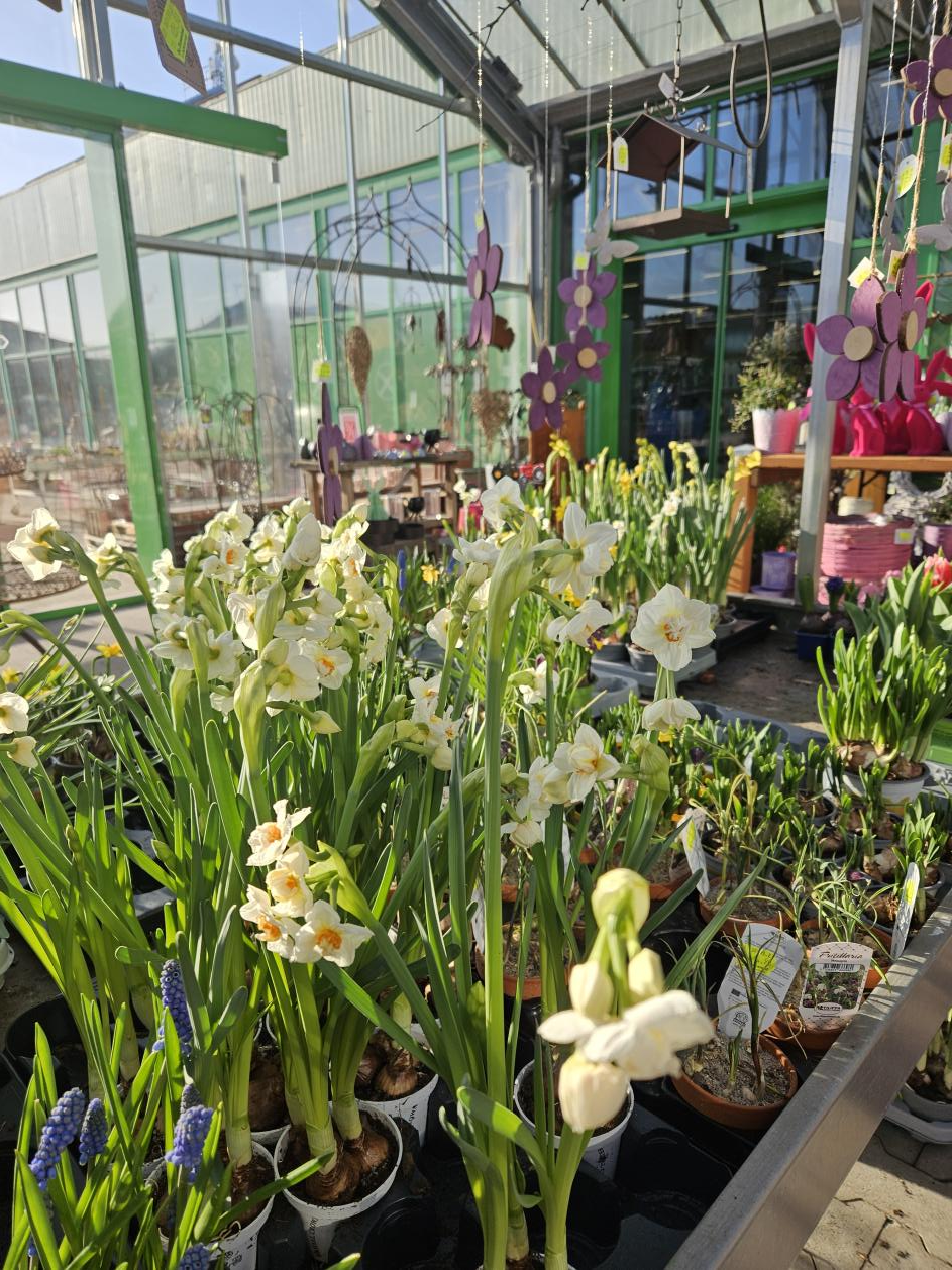 Frühlingsblüher setzen im Garten bunte Akzente, ebenso farbenfrohe Deko für drinnen und draußen.