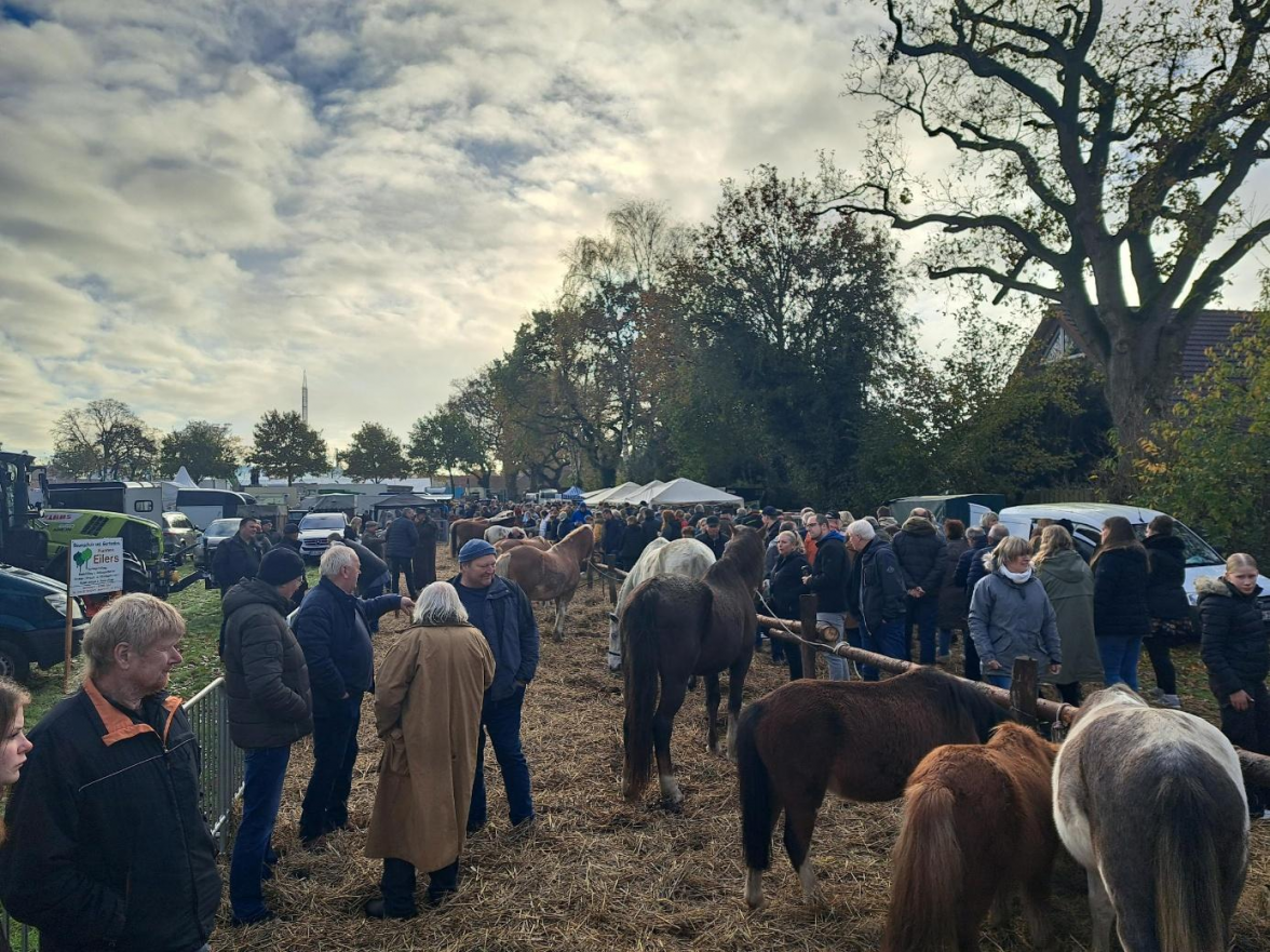 Der Marktmittwoch startet mit dem traditionellen Auftrieb der Pferde, Ponys, Esel und Ziegen zum Tiermarkt. Bild: Gemeinde Zetel