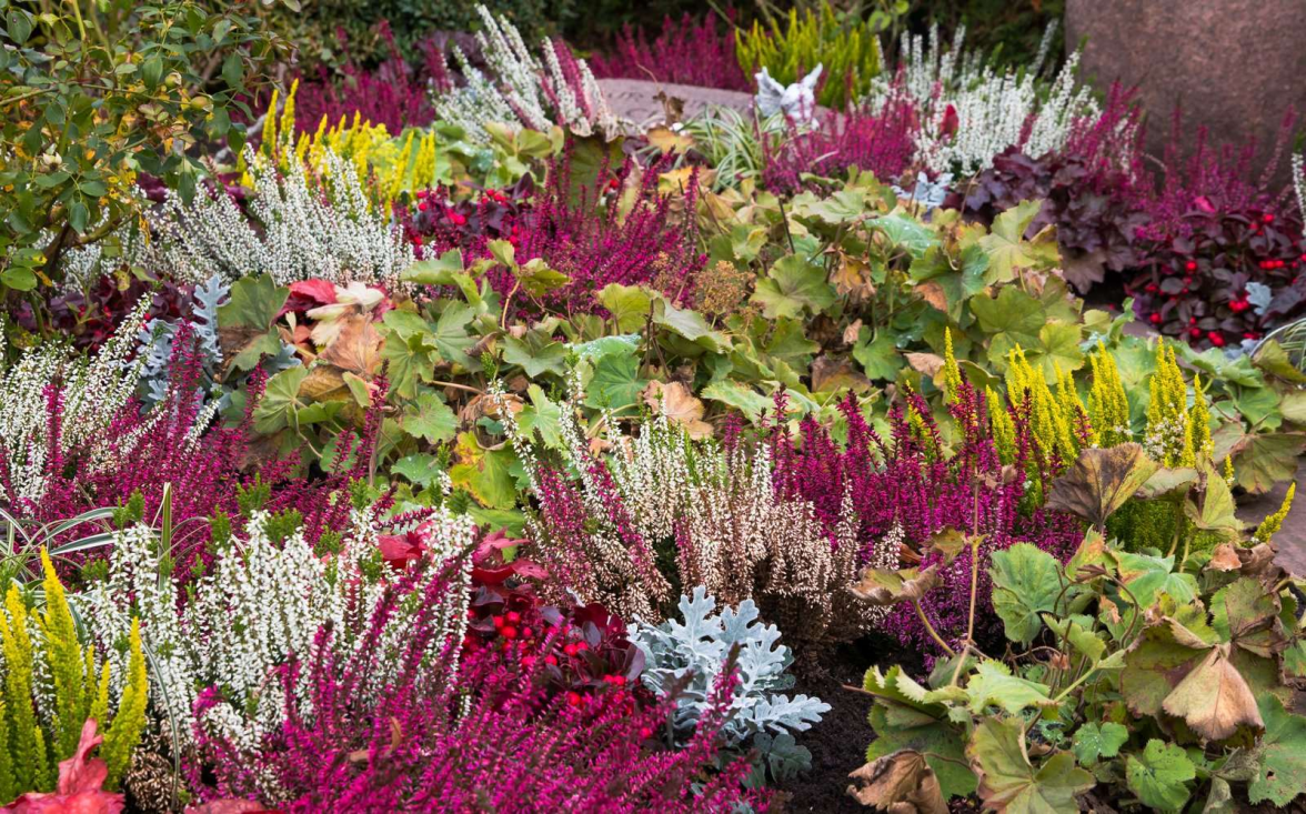 In vielen Rosaund Lilatönen gefällt die Knospenheide (Calluna), deren Knospenfarbe über den ganzen Winter anhält. Bild: GdF