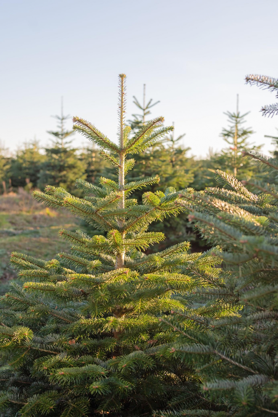 Nordmanntannen sind wegen ihrer weichen Nadeln und ihrer Langlebigkeit besonders beliebt. BILD: djd/VNWB