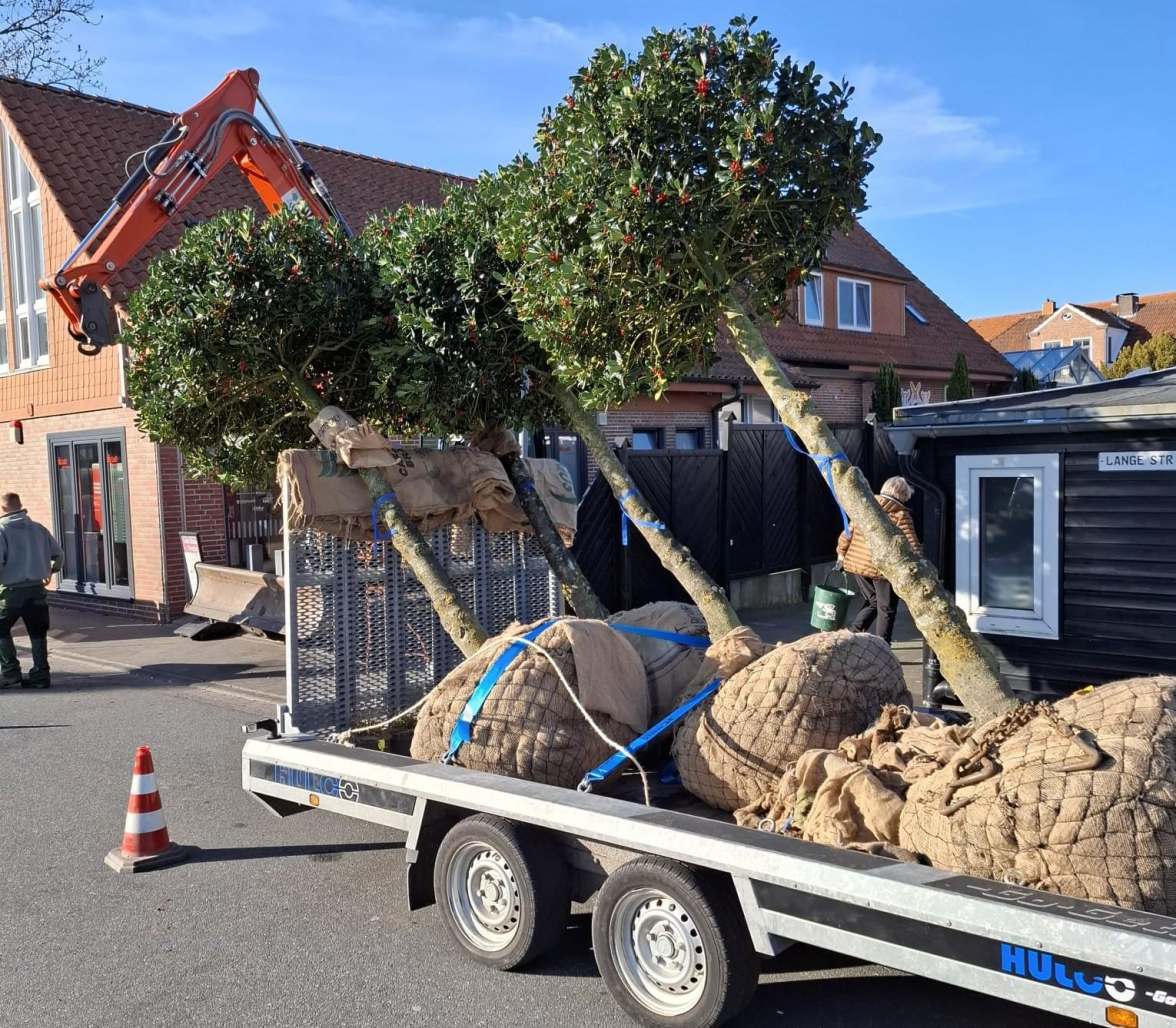 Großbaumpflanzungen übernehmen Emil Deling und sein Team ebenfalls. Bild: Deling
