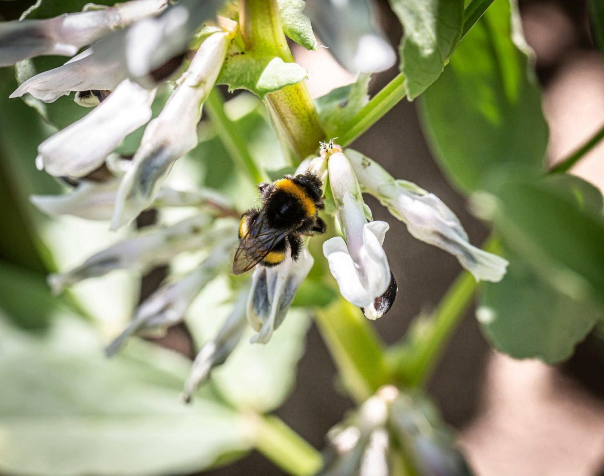 Hülsenfrüchte, wie hier die Ackerbohne, sind nicht nur für die Ernährung gut, sie tragen auch zu einer nachhaltigen Landwirtschaft bei.   BILD: DJD/WPR Communication/Daniel Schneider