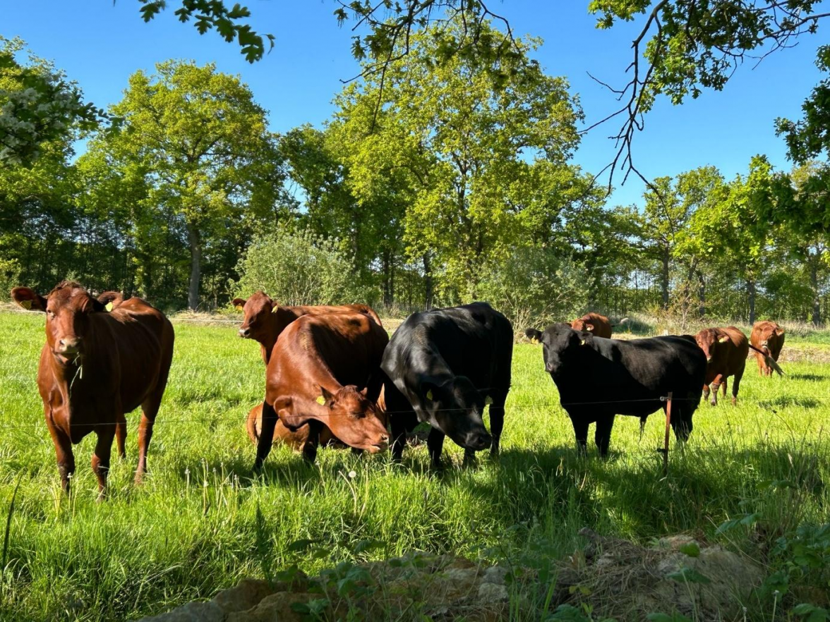 Neben schottischen Hochlandrindern hat Jan-Hendrik Voß seine Rinderzucht jüngst um eine Mutterkuhherde aus eigener Aufzucht mit Angus-Limousin-Kreuzungskälbern erweitert. BILD: Familie Voß