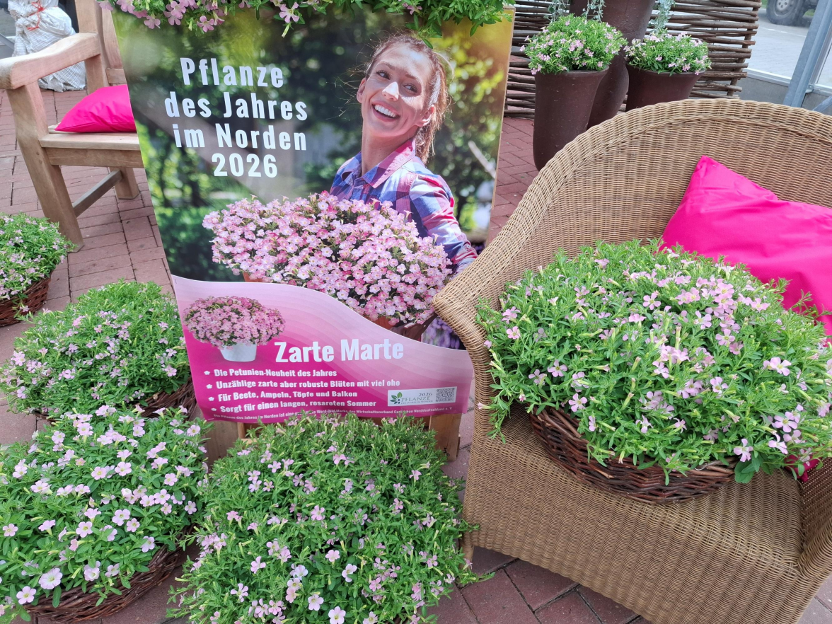 „Zarte Marte“ ist ab sofort bei den Einzelhandelsgärtnereien und Gartenbauzentren, die Mitglied im Wirtschaftsverband Gartenbau Nord e.V. sind, zu erhalten. Bilder: Hildburg Brunken