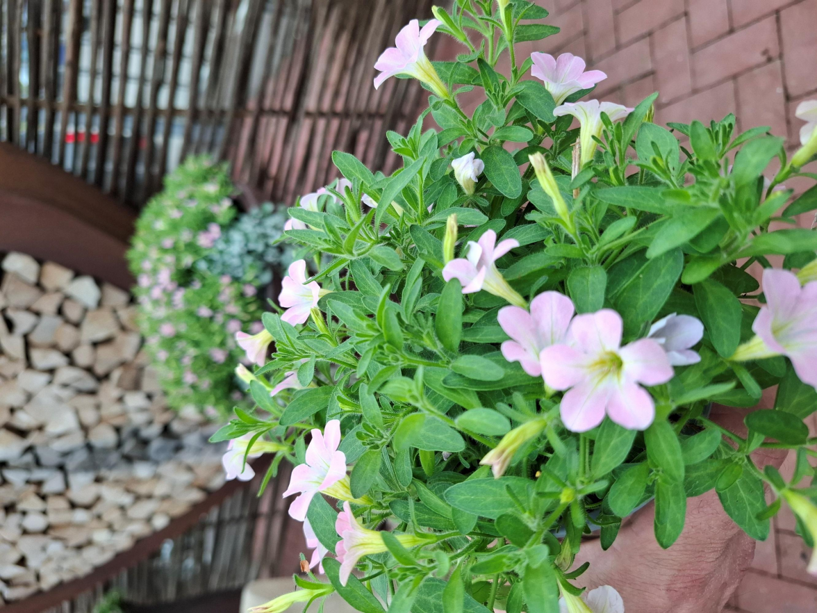 „Zarte Marte“ bringt den ganzen Sommer Freude und ist pflegeleicht.