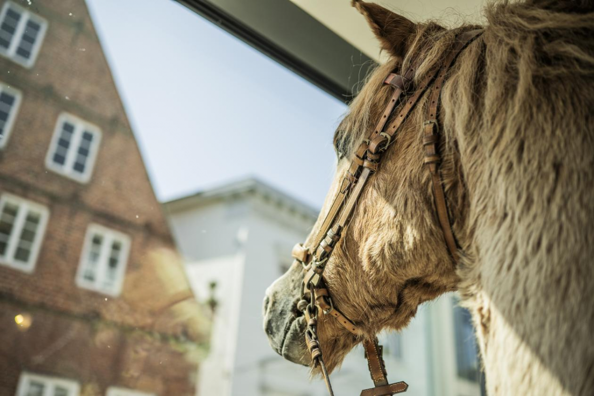 Seit 2013 gehört das prachtvolle Pferd zum Hause Hallerstede. BILD: Imke Folkerts
