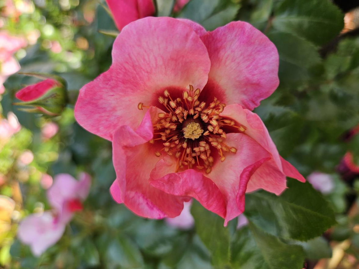 Ein wahrer Insektenmagnet ist die Persische Rose Hugs and Kisses Ⓡ 'For Your Eyes Only'. Bild: Melanie Jülisch