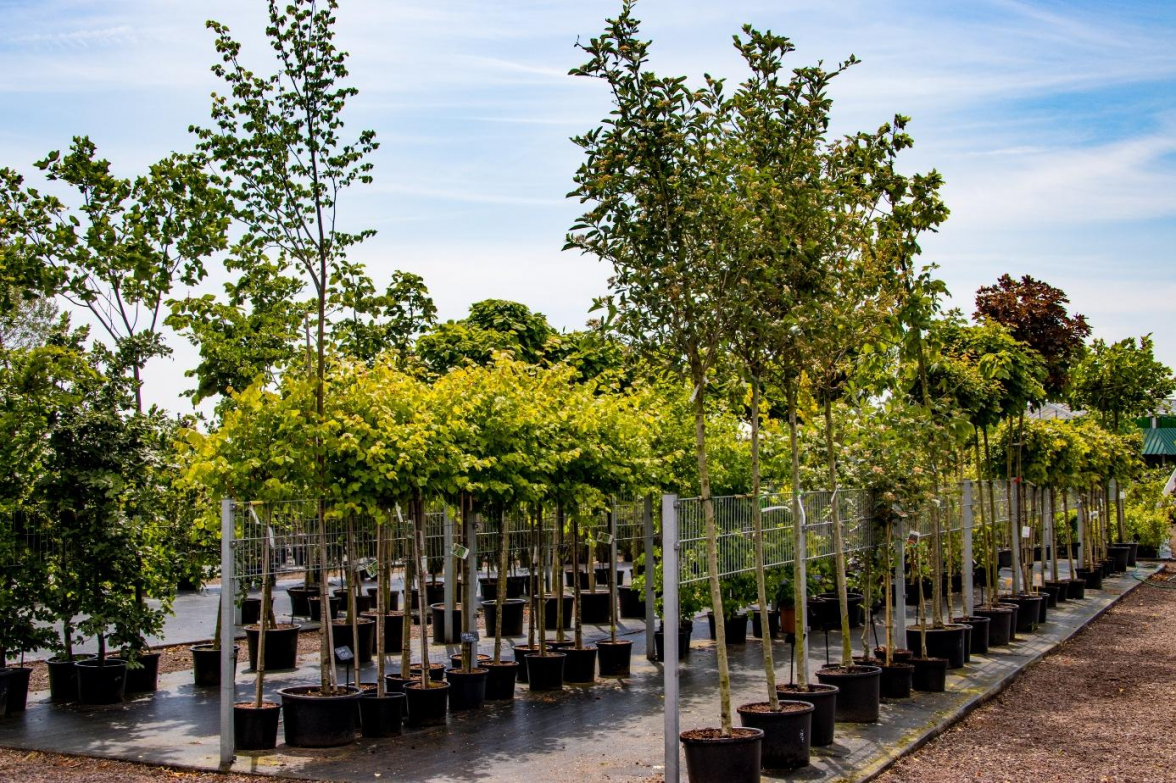 Die Auswahl an Obstbäumen und -sträuchern ist üppig im Gartencenter Hedden in Westerholt. BILD: Gartencenter Hedden