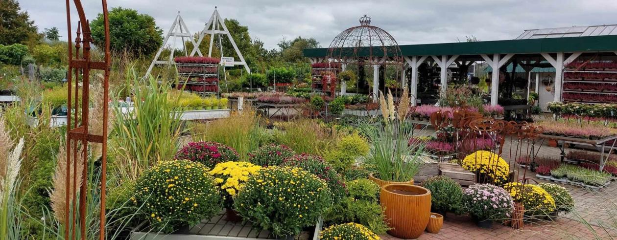 Auf der Außenfläche des Gartencenters gibt es Herbstblüher für Beete und Kübel. BILD: Gartencenter Hedden