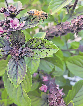 IM SOMMER BLÜHT STRAUCHBASILIKUM SCHON INNERHALB KURZER ZEIT, LOCKT DANN DIE BIENEN AN - UND SCHRECKT DIE WESPEN AB.