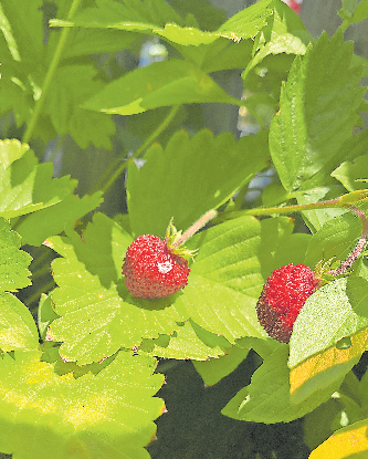 DIE KLEINEN WALDERDBEEREN WACHSEN TURBO-SCHNELL UND LIEFERN FRÜCHTE BIS IN DEN HERBST HINEIN. FOTOS: KAI-UWE DIGEL