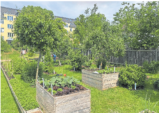 DIE INTERNATIONALEN GÄRTEN IN GÖTTINGEN (HIER DER WILLKOMMENSGARTEN) SIND MIT EINER SOZIALEN, INSBESONDERE INTEGRATIVEN AUFGABE VERBUNDEN. MIT INTERKULTURELLEN GÄRTEN GIBT ES MITTLERWEILE VIELE POSITIVE ERFAHRUNGEN. FOTO: INTERNATIONALE GÄRTEN E.V. GÖTTINGEN
