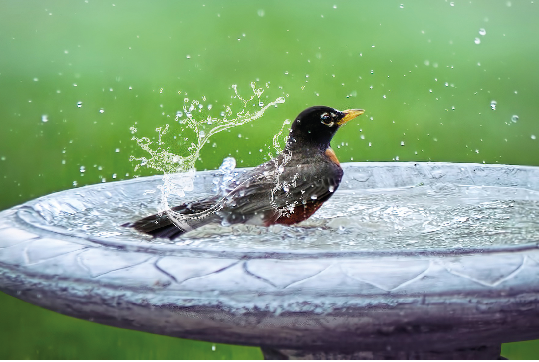 DAS VOGELBAD HÄLT DAS GEFIEDER SAUBER UND FREUT DIE BETRACHTER. FOTO: PIXABAY