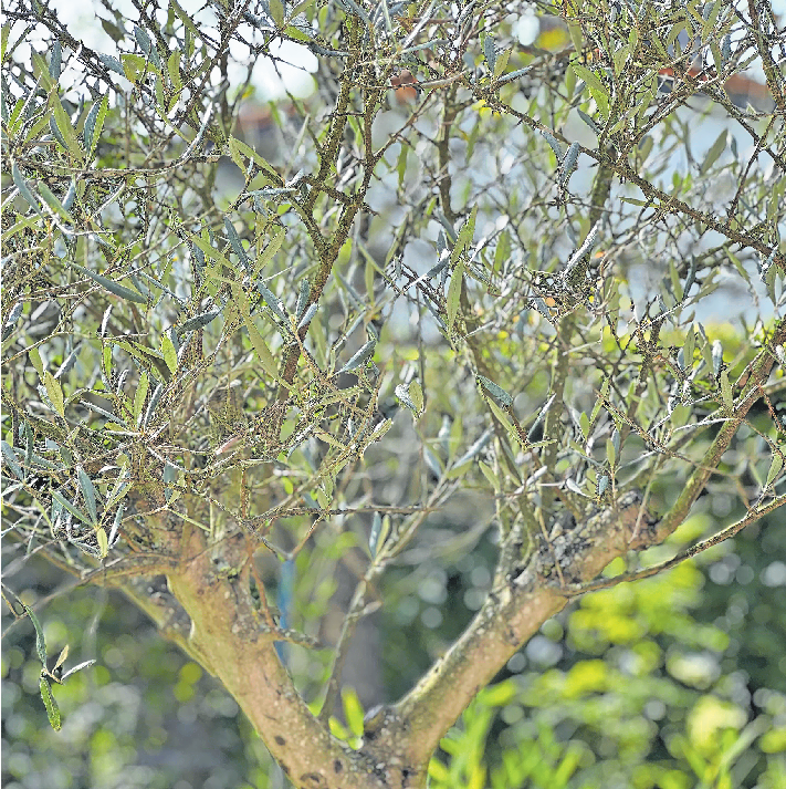 OLIVENBÄUME KÖNNEN MEHRERE HUNDERT JAHRE ALT WERDEN. TIEFEN MINUSGRADEN KÖNNEN SIE ABER MEIST NICHT STANDHALTEN. FOTO: W. SEIPP