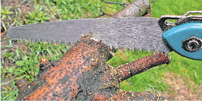 DAS RICHTIGE WERKZEUG ERLEICHTERT DIE ARBEIT. ZUDEM HEILEN EXAKTE SCHNITTFLÄCHEN RASCHER. FOTO: PIXABAY