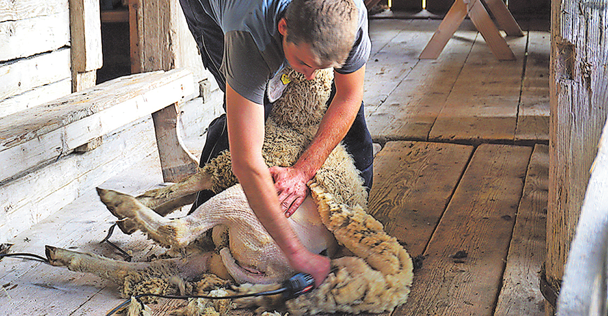 RUNTER MIT DEM PELZ: IN NUR WENIGEN MINUTEN LASSEN DIE TIERE BEI DER SCHAFSCHUR KILOWEISE IHR FELL. MACHT NIX, WÄCHST JA WIEDER NACH, IN NUR WENIGEN MONATEN. FOTO: LAVALAN