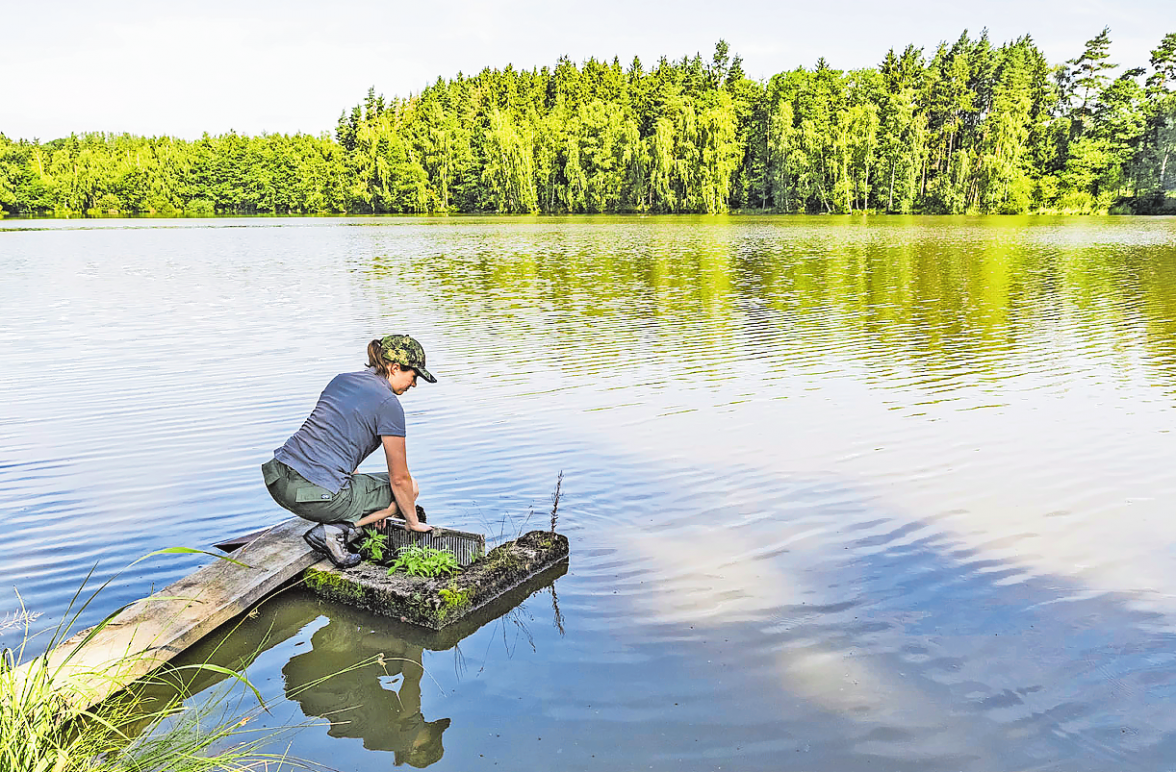 Teichwirtin Lena Bächer bei der Kontrolle eines Mönchs, über den das Teichwasser abfließt.