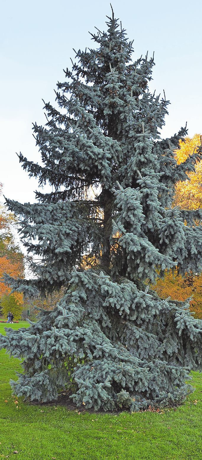 FICHTEN ZÄHLEN ZU DEN BÄUMEN, DIE IM HERBST NICHT ZURÜCKGESCHNITTEN WERDEN SOLLTEN. FOTO: PIXABAY