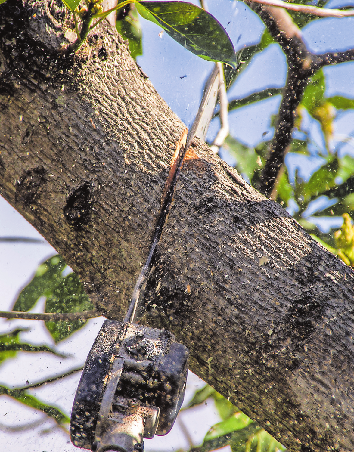 EIN RADIKALSCHNITT IST IN DEN MEISTEN FÄLLEN NICHT NOTWENDIG UND SOLLTE VON FACHLEUTEN DURCHGEFÜHRT WERDEN. FOTO: PIXABAY