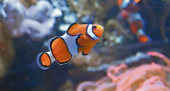 Bei Kindern besonders beliebt: „Nemo“, der Clownfisch, bekannt aus dem Disney-Film „Findet Nemo“.
