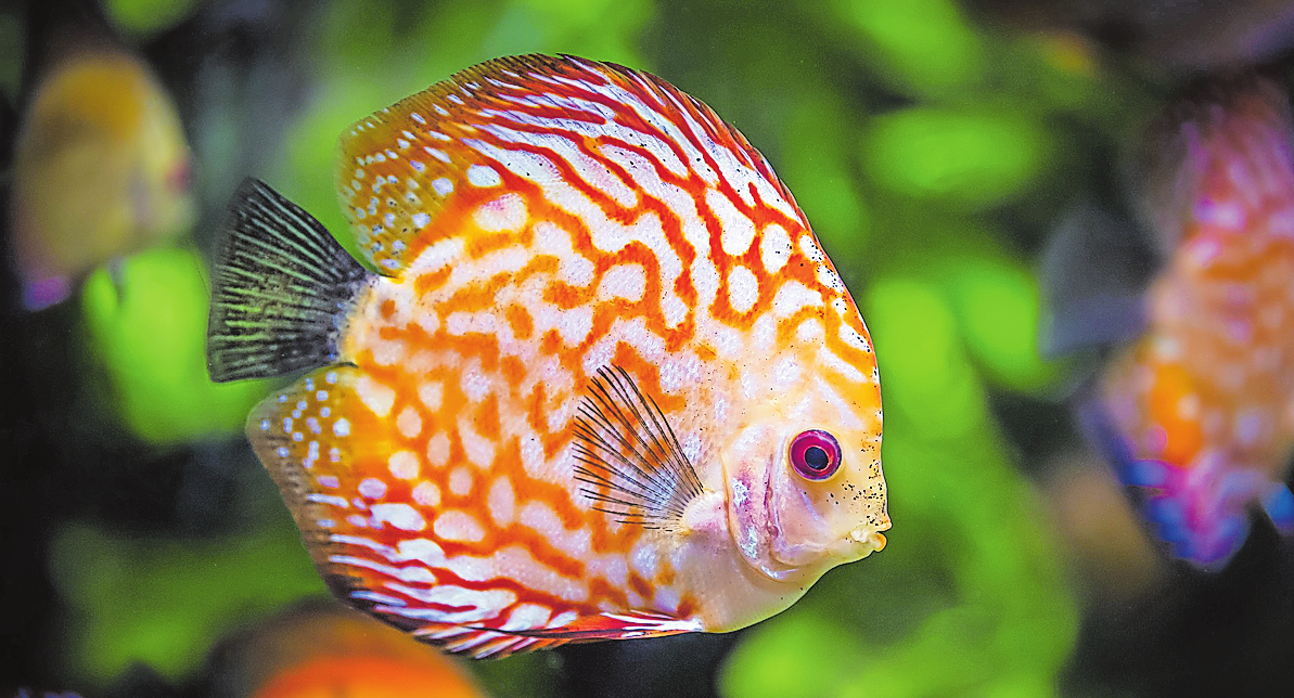 Der Diskusfisch zählt zu den beliebtesten Süßwasseraquarienfischen und stammt aus der Familie der Buntbarsche im tropischen Amazonasgebiet.