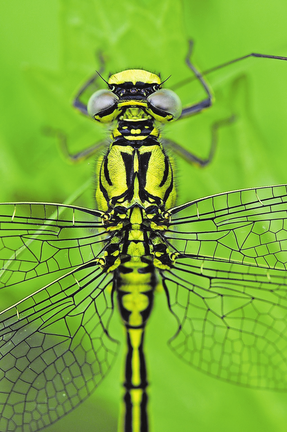 IDEENGEBER FÜR DIE HUMID-TROPICS-BIOKUPPELN VON MICHAEL PAWLYN WAREN UNTER ANDEREM DIE FLÜGEL VON LIBELLEN. FOTO: PIXABAY/KATJA