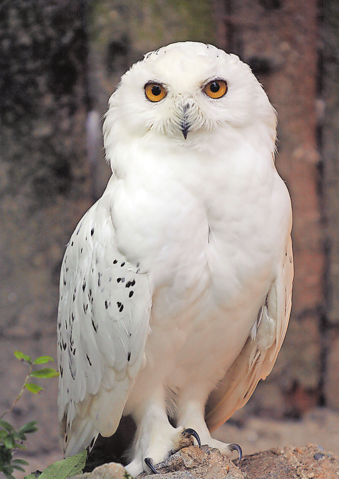 Die Schnee-Eule hat ihr Zuhause im Bayerwald-Tierpark Lohberg.   Foto: Tourist-Information Lohberg