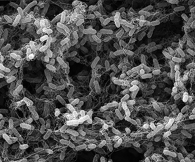 BAKTERIEN SIND DIE BAUMEISTER DER KORALLENRIFFE. IHRE FÄHIGKEIT ZUR BILDUNG VON KALZIUMKARBONAT NUTZT DAS UNTERNEHMEN BIOMASON FÜR DEN KOHLENSTOFF BINDENDEN ANBAU VON BIOZEMENT.   FOTO: GINGER KRIEG DOSIER/BIOMASON