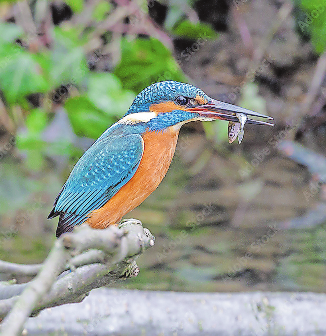 Die Steilufer der Mangfall bieten dem Eisvogel sichere Bruträume. Foto: Adobe Stock