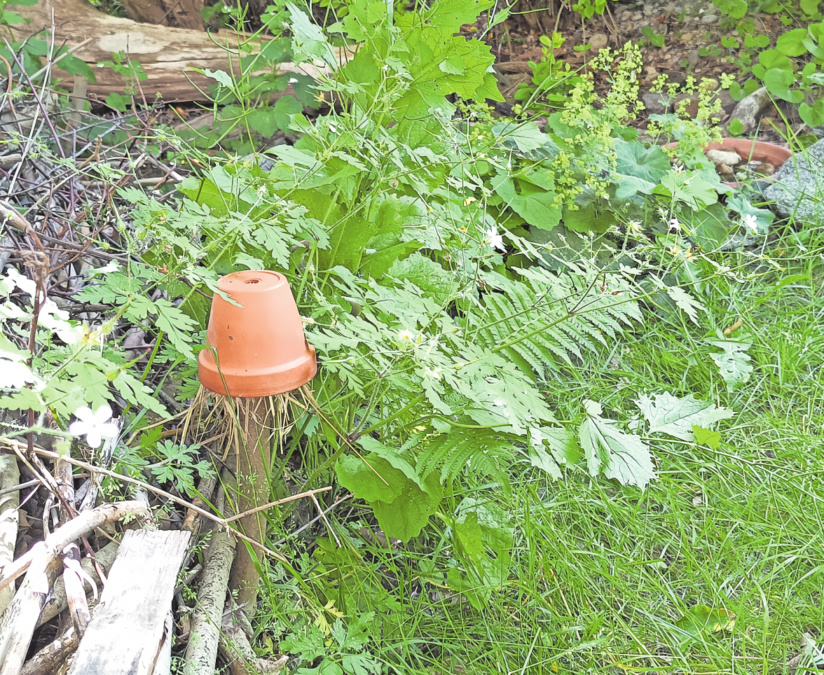 Es genügt schon eine kleine Ecke im Garten, um mit Totholz, Vogeltränke und Insektenhotel einen Lebensraum zu schaffen. Hier fühlen sich auch Straußenfarn, Frauenmantel und Knoblauhrauke wohl. Permakultur geht aber auch geordneter.
