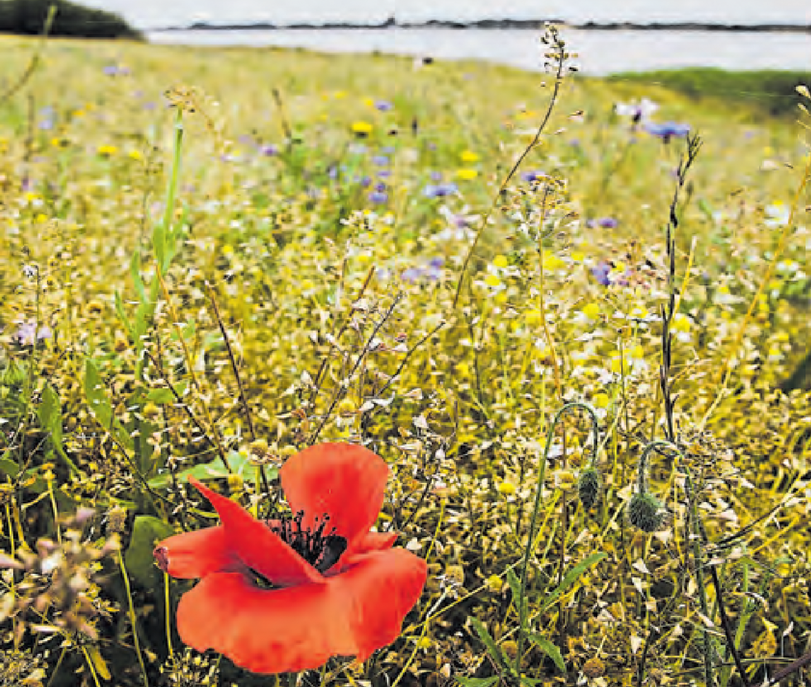In Kooperation mit vielen Landwirten entstehen extensive Blühflächen und Brachen auf Äckern in der Schleiregion - hierzu berät der Naturpark Schlei. FOTO: NP SCHLEI