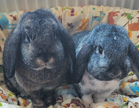 9_Zwergkaninchen Mila und Leo