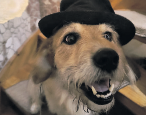 6_Nugget hat nur Flausen im Kopf